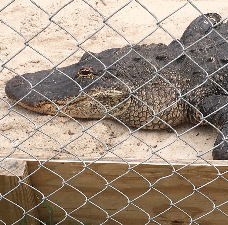 Florida Everglades Alligator