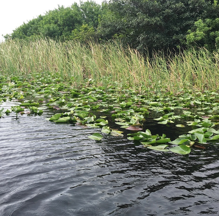 The Florida Everglades Airboat Tour