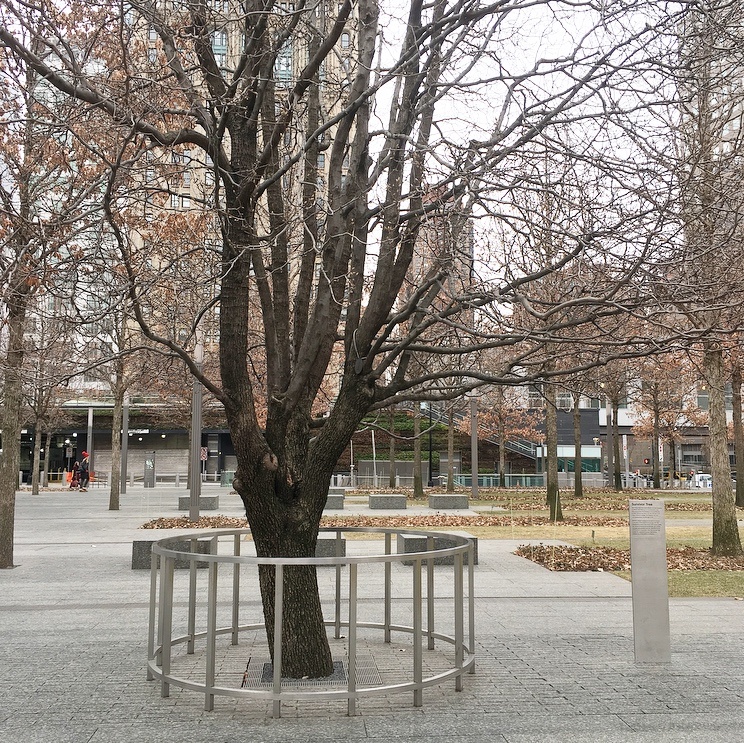 The 9/11 Memorial and Museum Survivor Tree