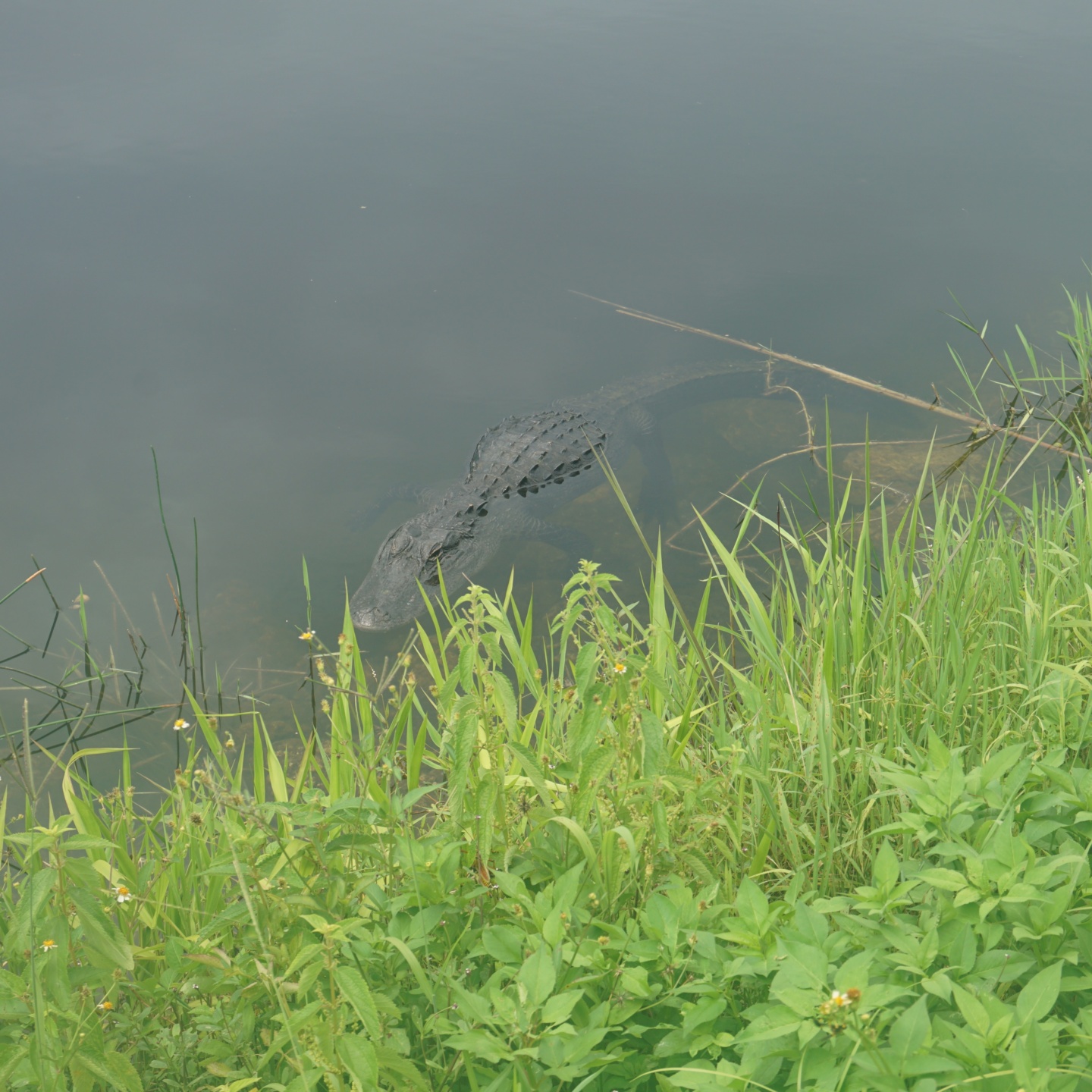 Florida Everglades Alligator