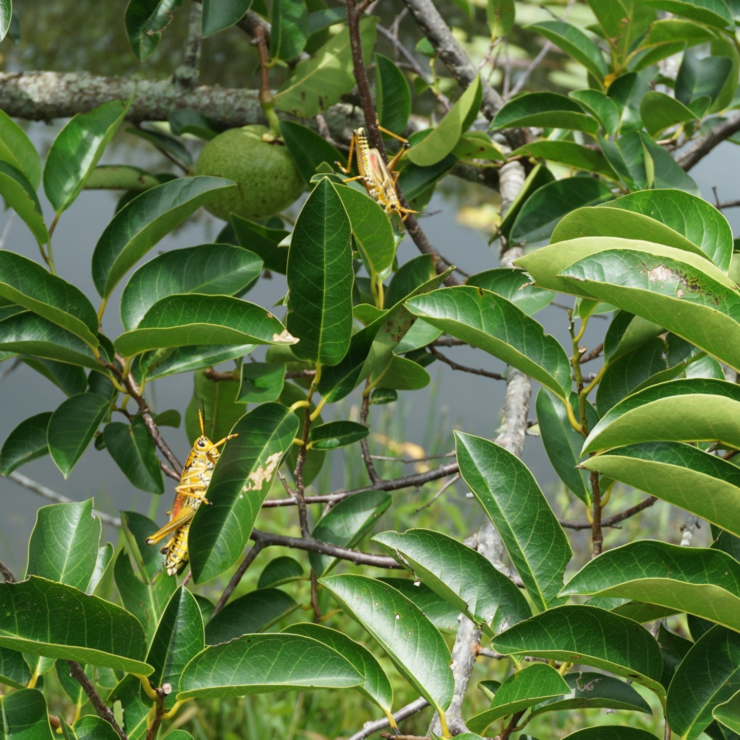 Florida Everglades Grasshoppers