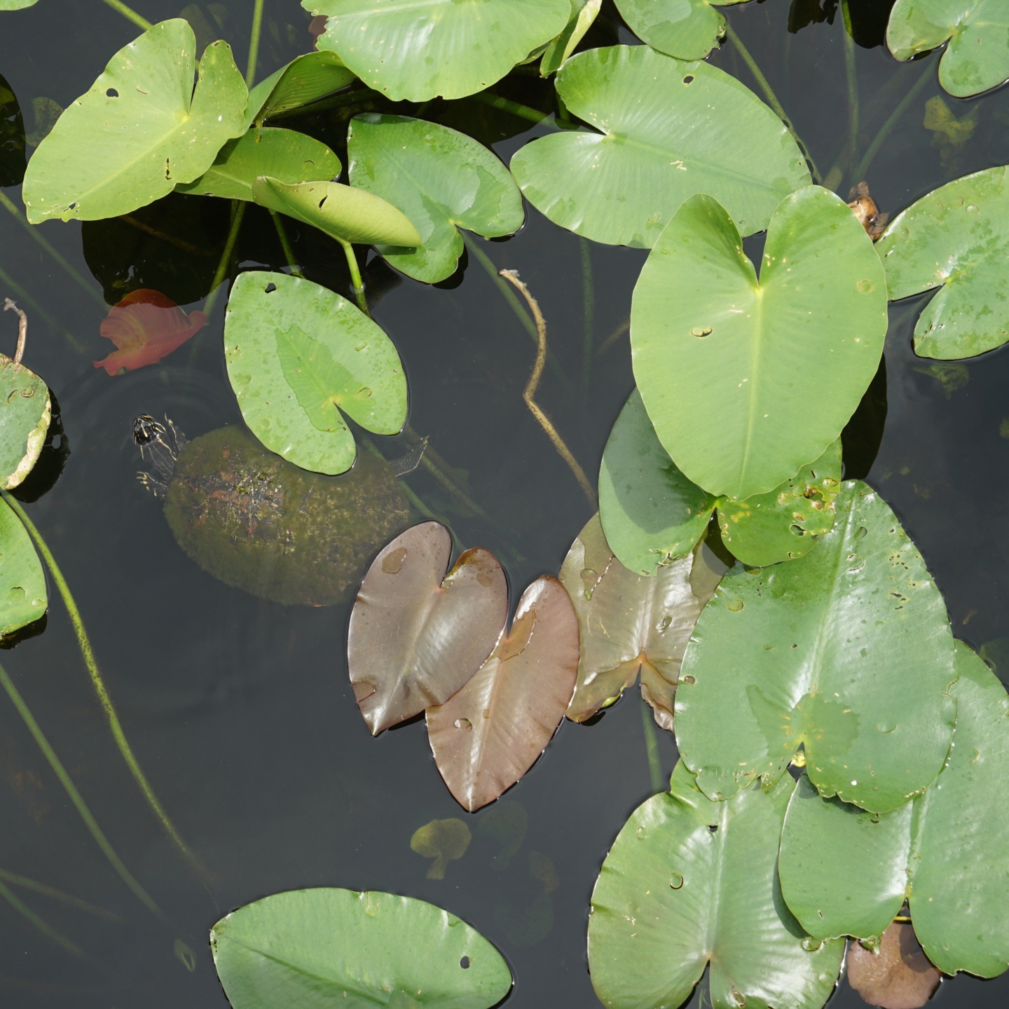 Florida Everglades National Park