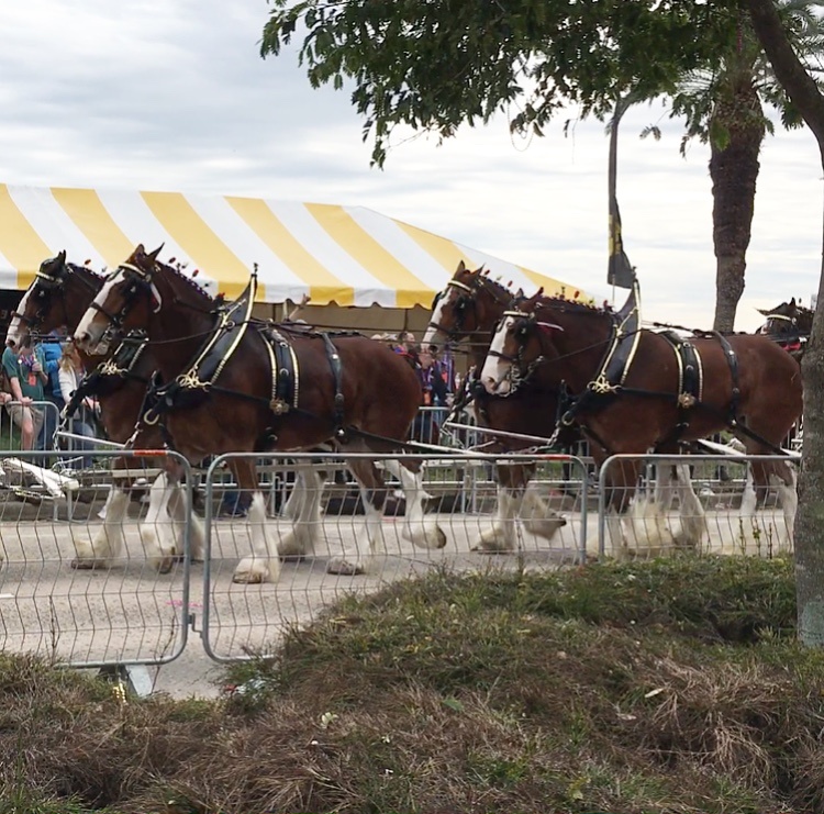 Gasparilla Pirate Fest