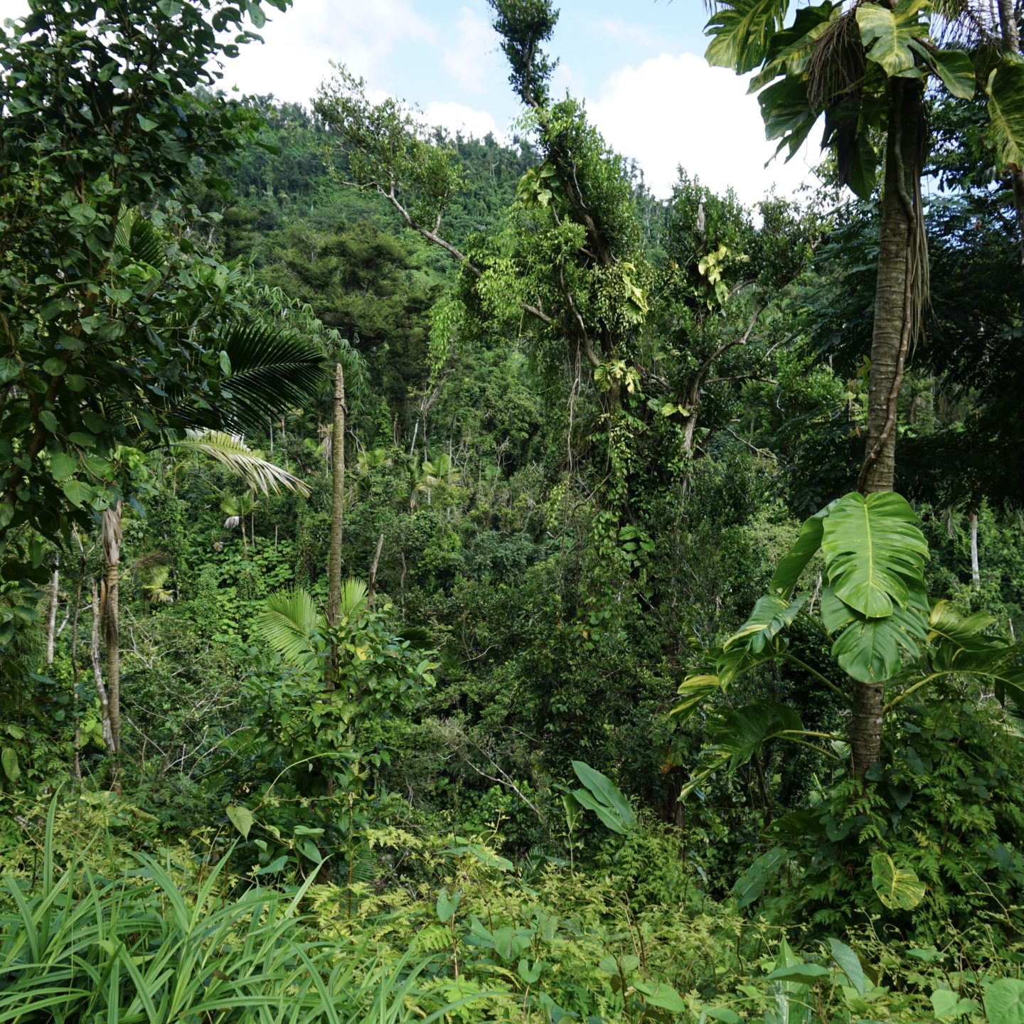 El Yunque National Forest