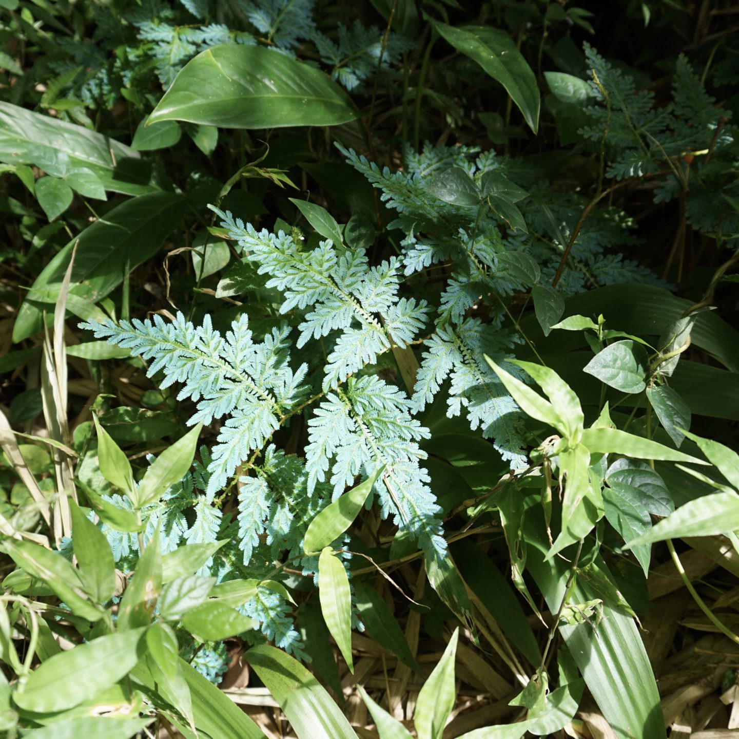 Blue Fern Puerto Rico