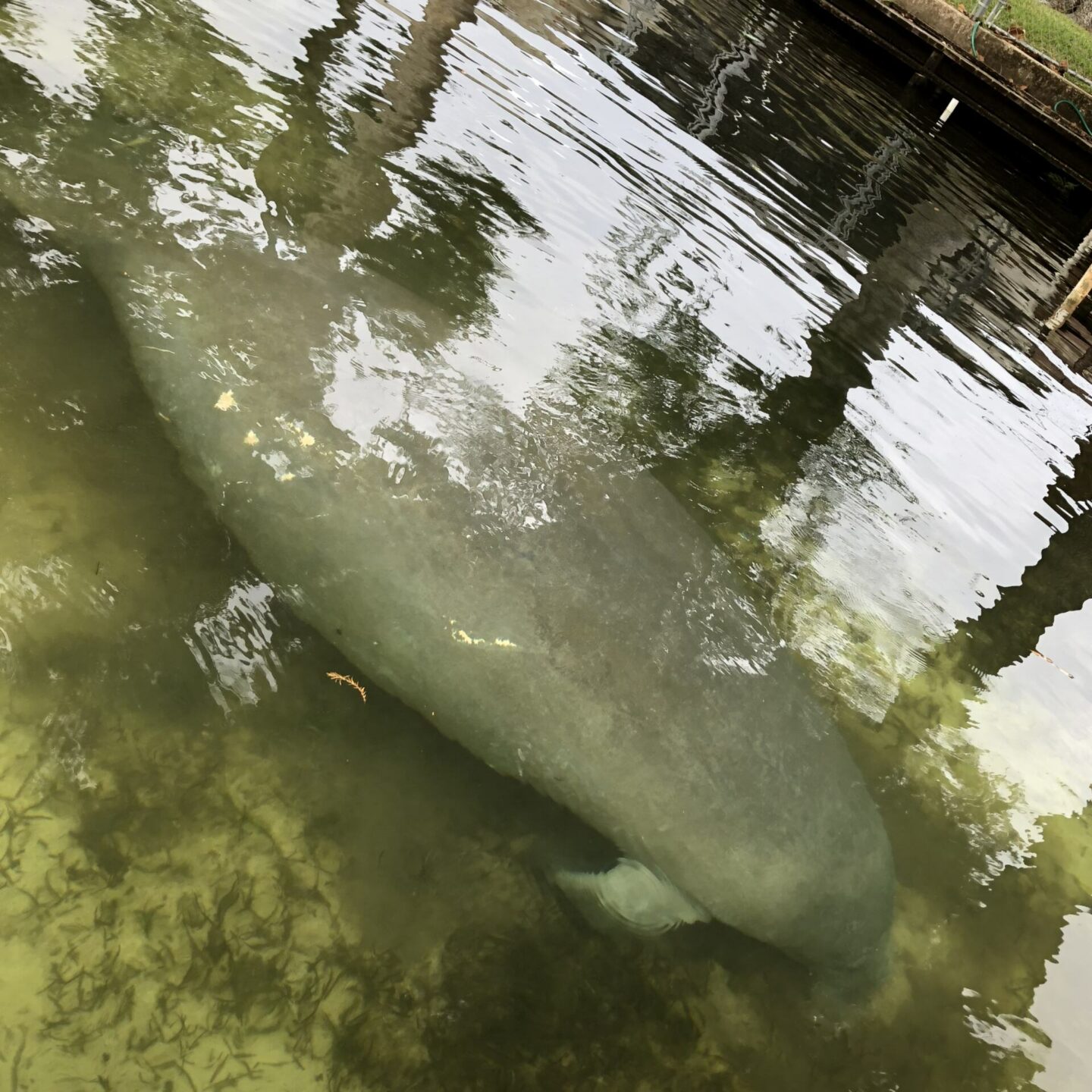 Kayaking With Manatees