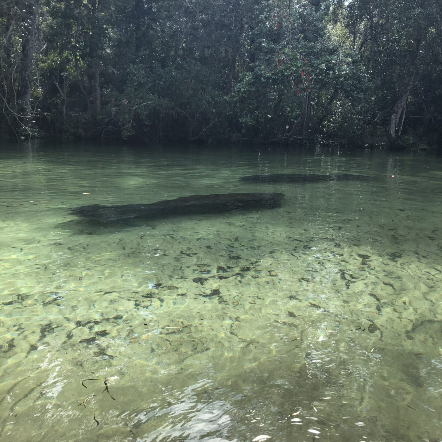 Manatees