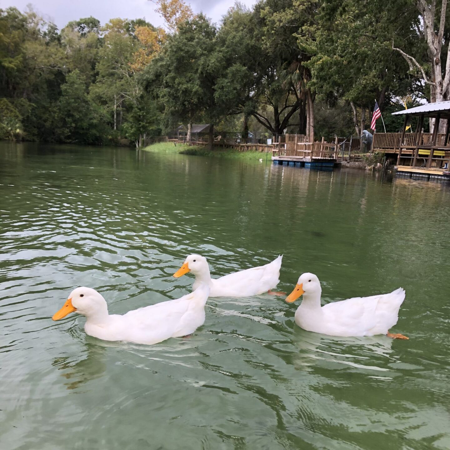 Kayaking With Ducks