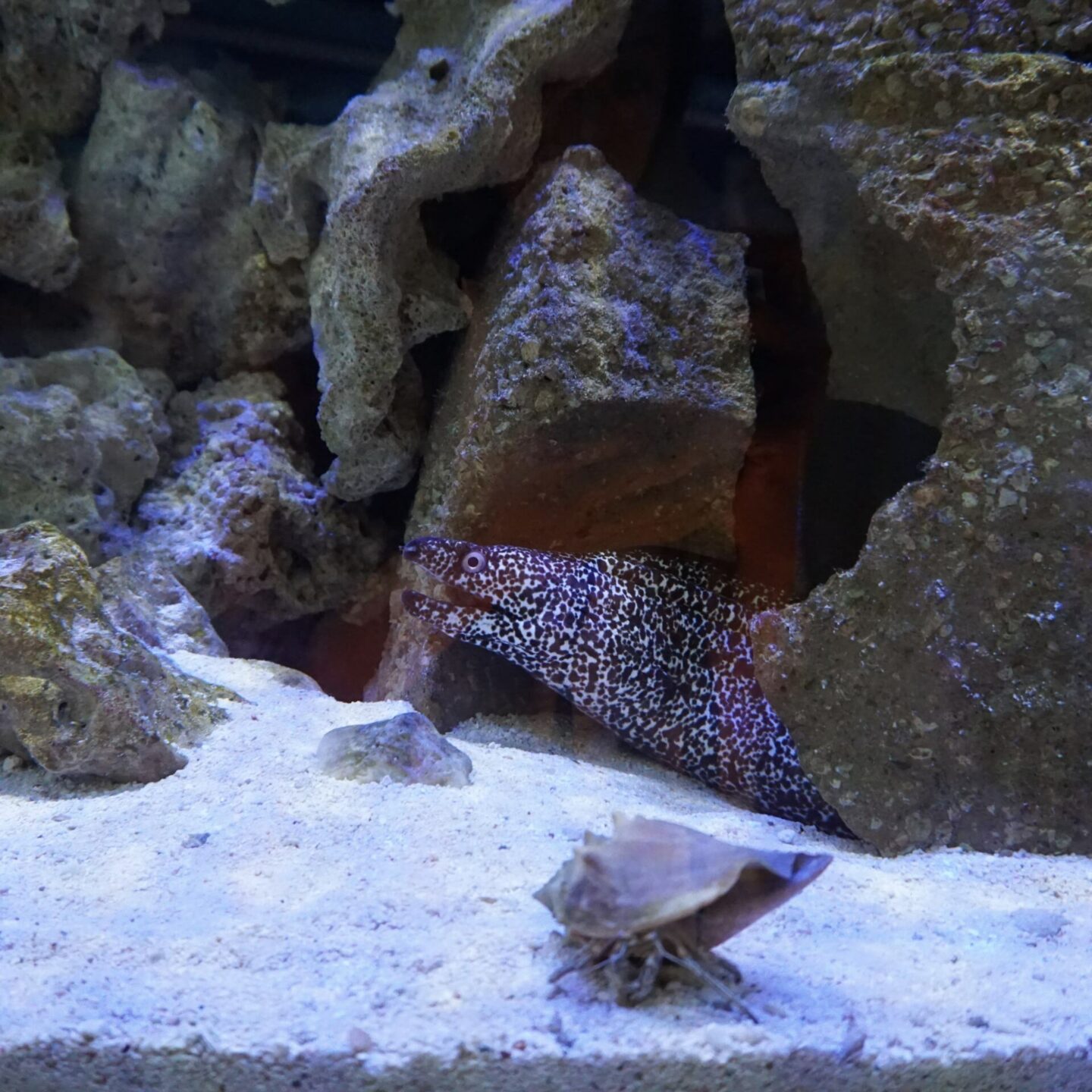 Spotted Moray Eel