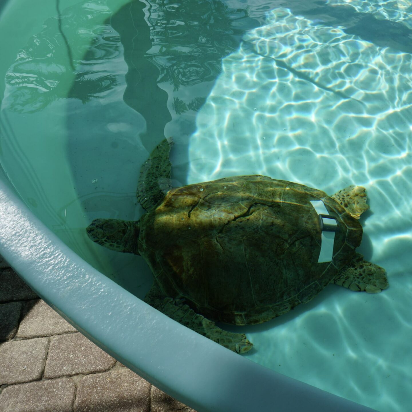 Loggerhead Marinelife Center - Loggerhead Sea Turtle 