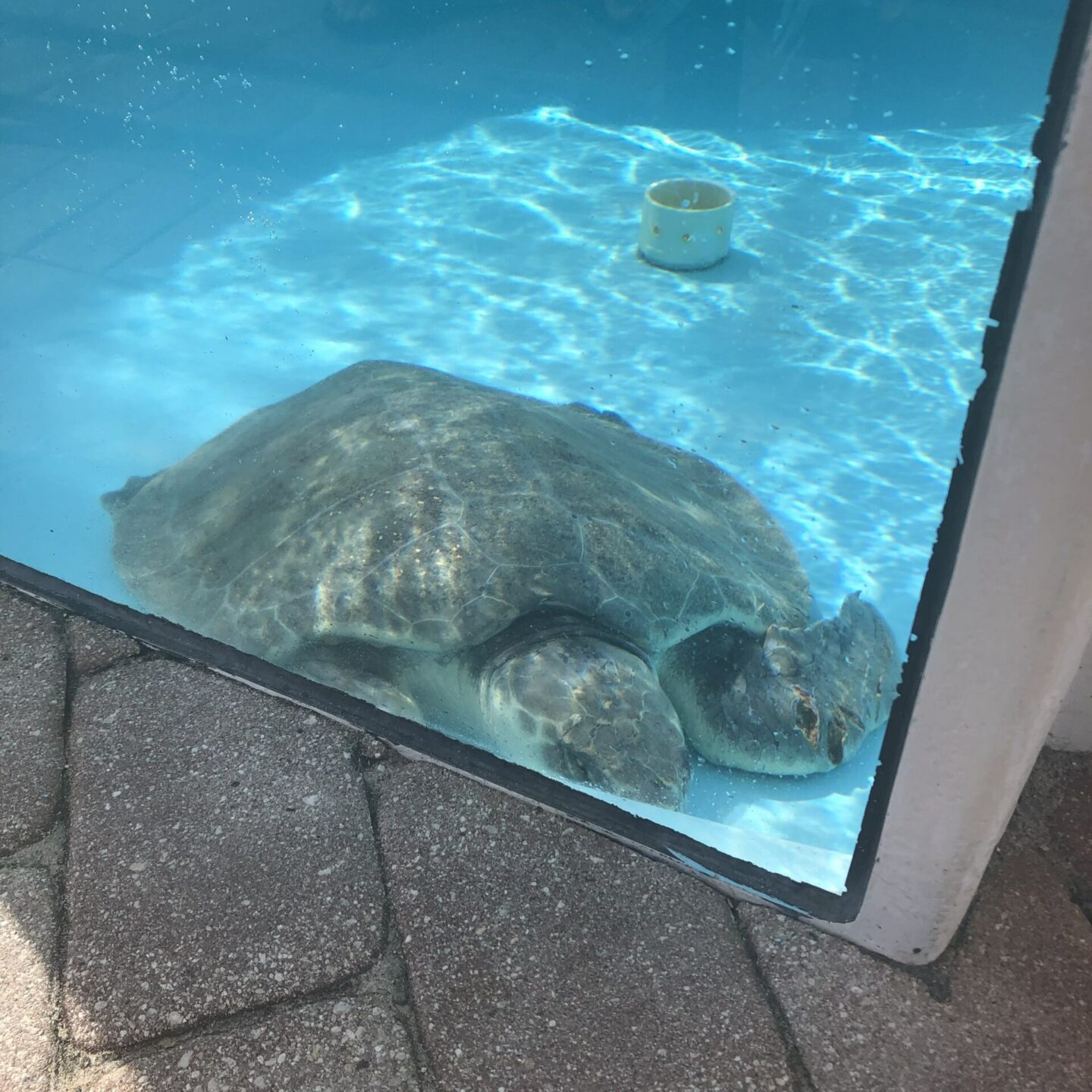 Loggerhead Marinelife Center - Loggerhead Sea Turtle 