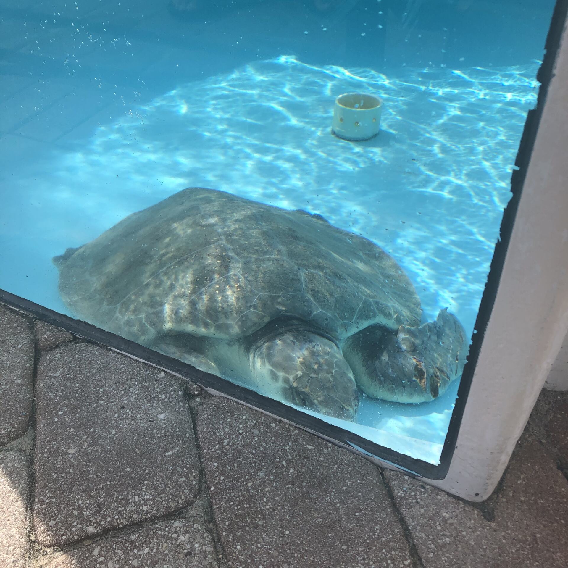 Welcome To Loggerhead Marinelife Center | Loggerhead Sea Turtles