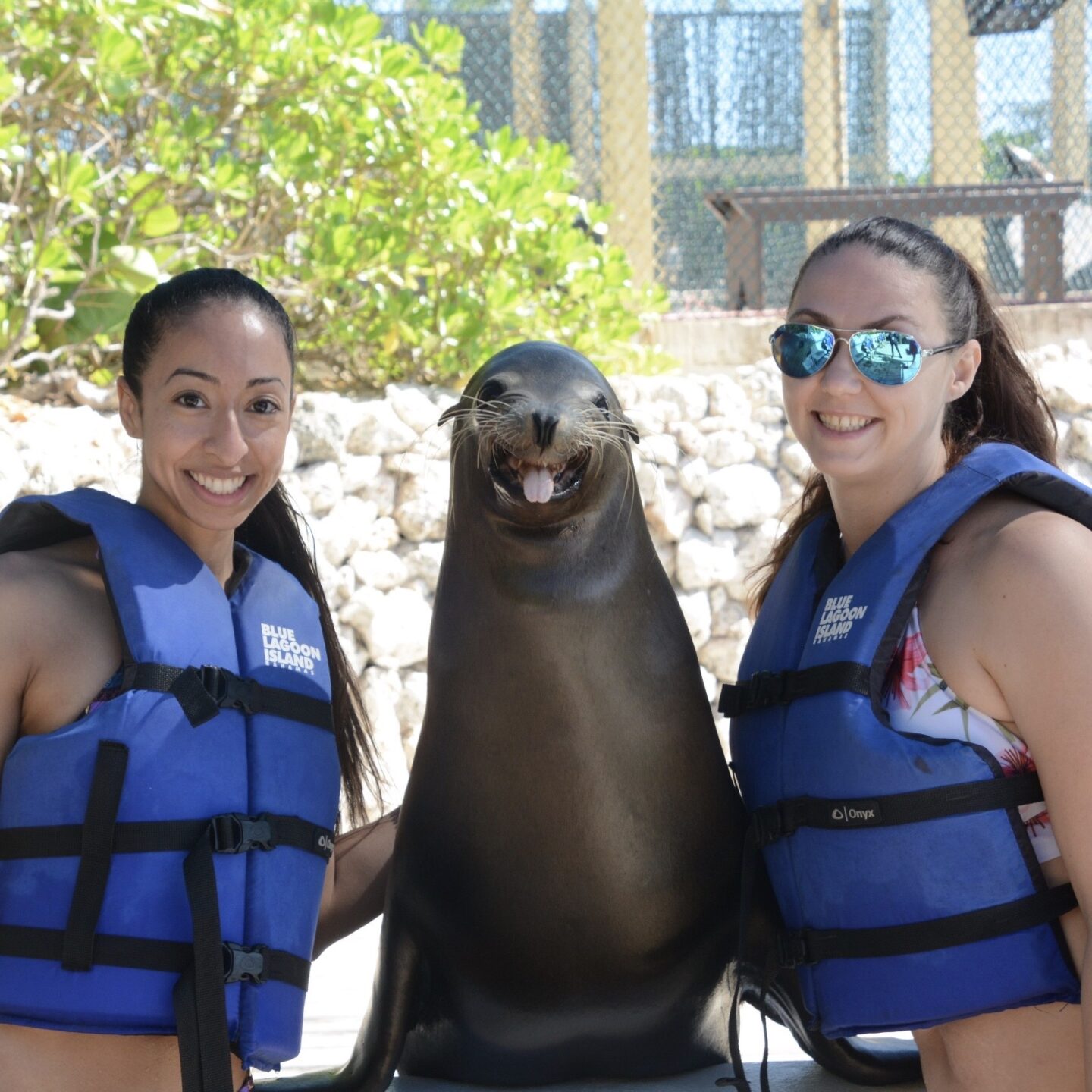 Sea Lion Encounter At Blue Lagoon